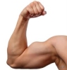 bicepmaster