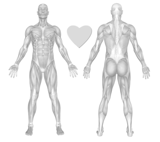 Body Muscle Chart