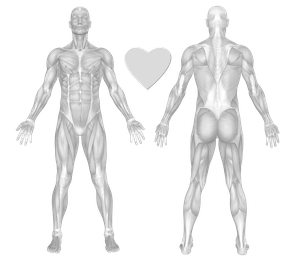 Weight Lifting Muscle Groups Chart