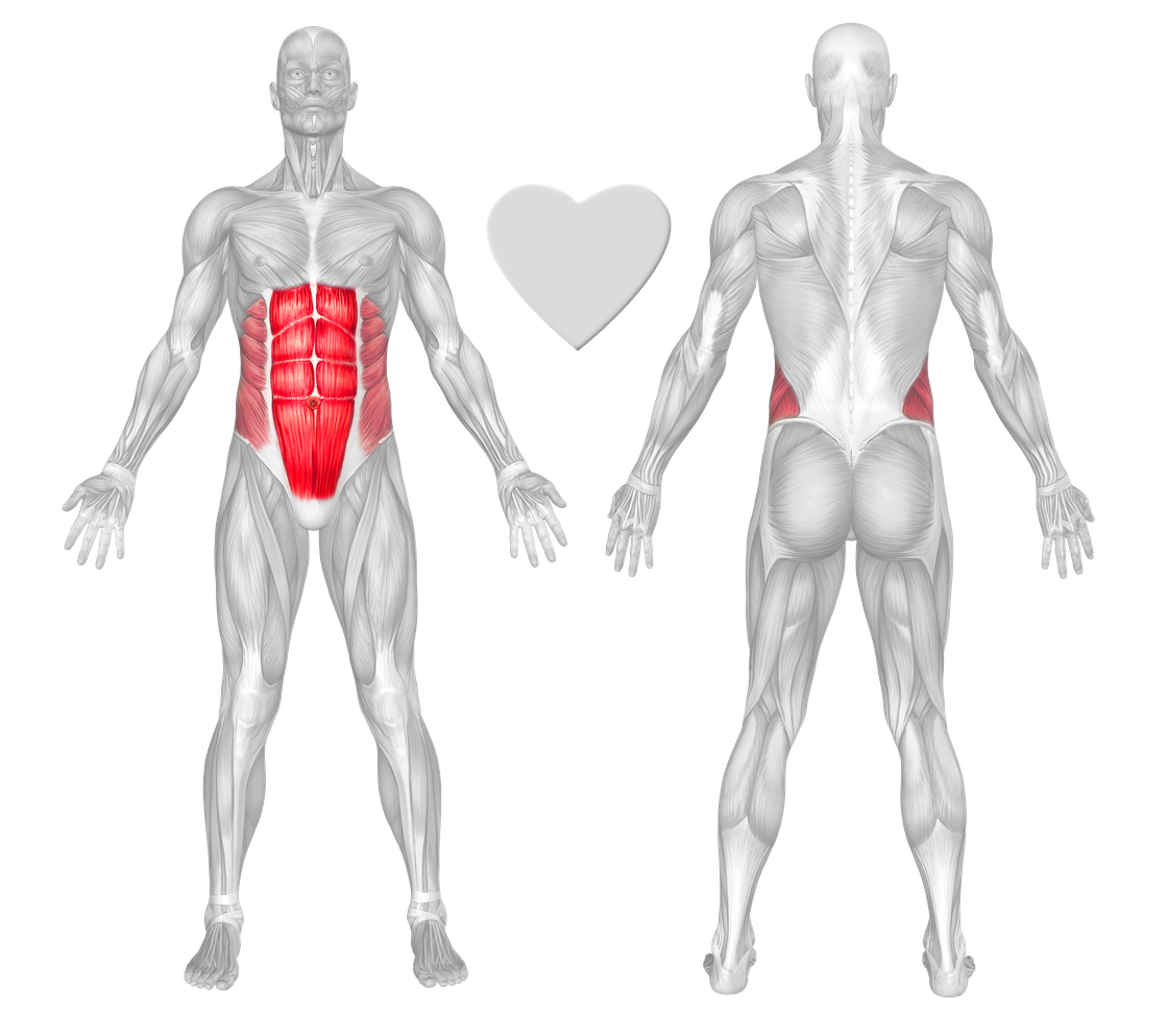 abs exercises workouts freetrainers com ab roller works what muscles