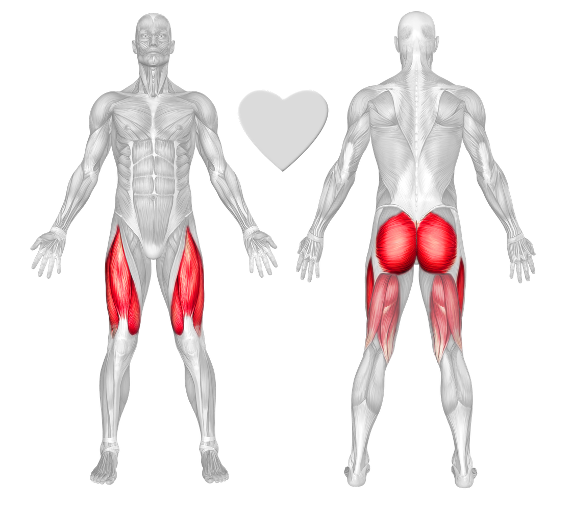 Hack Squats Muscles Worked